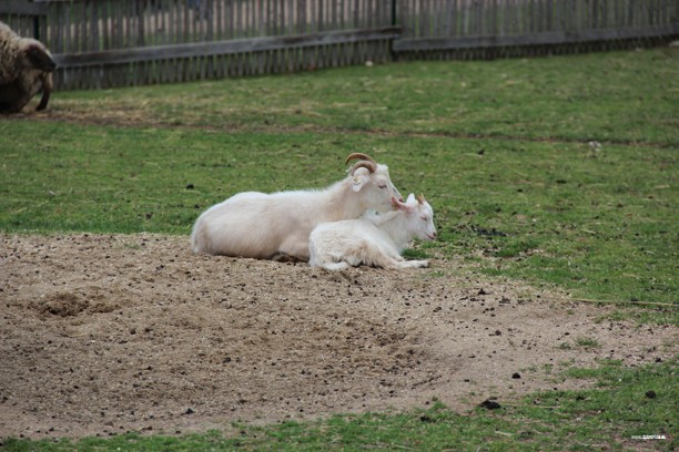 Den Dětí 2012 Zoo Věrtrovy (19)